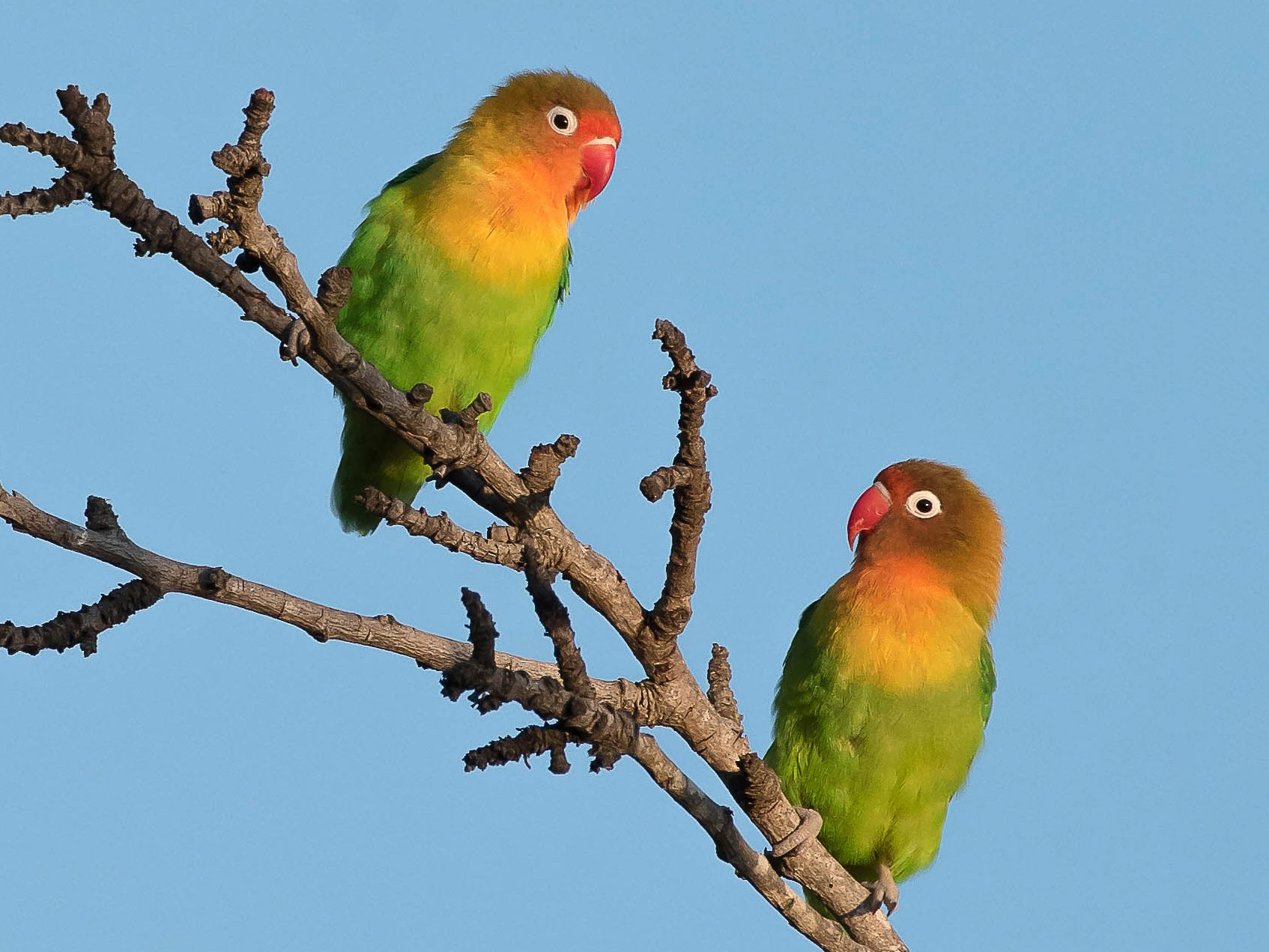 Fischer's Lovebird - Rogério Rodrigues