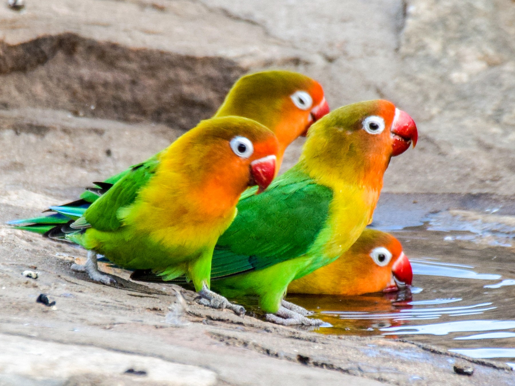 fischer-s-lovebird-ebird