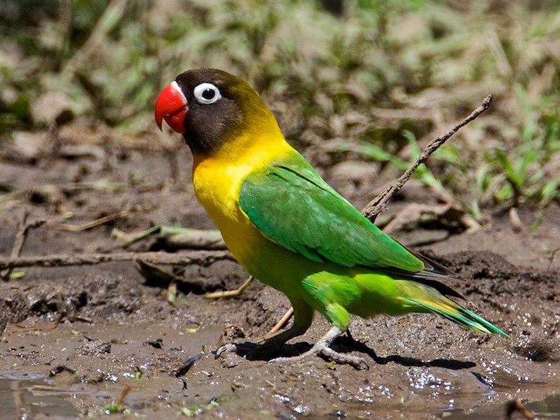 african love birds black mask