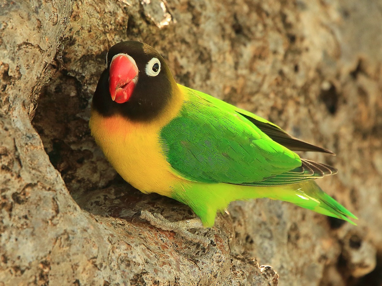 Yellow-collared Lovebird - Tadeusz Rosinski