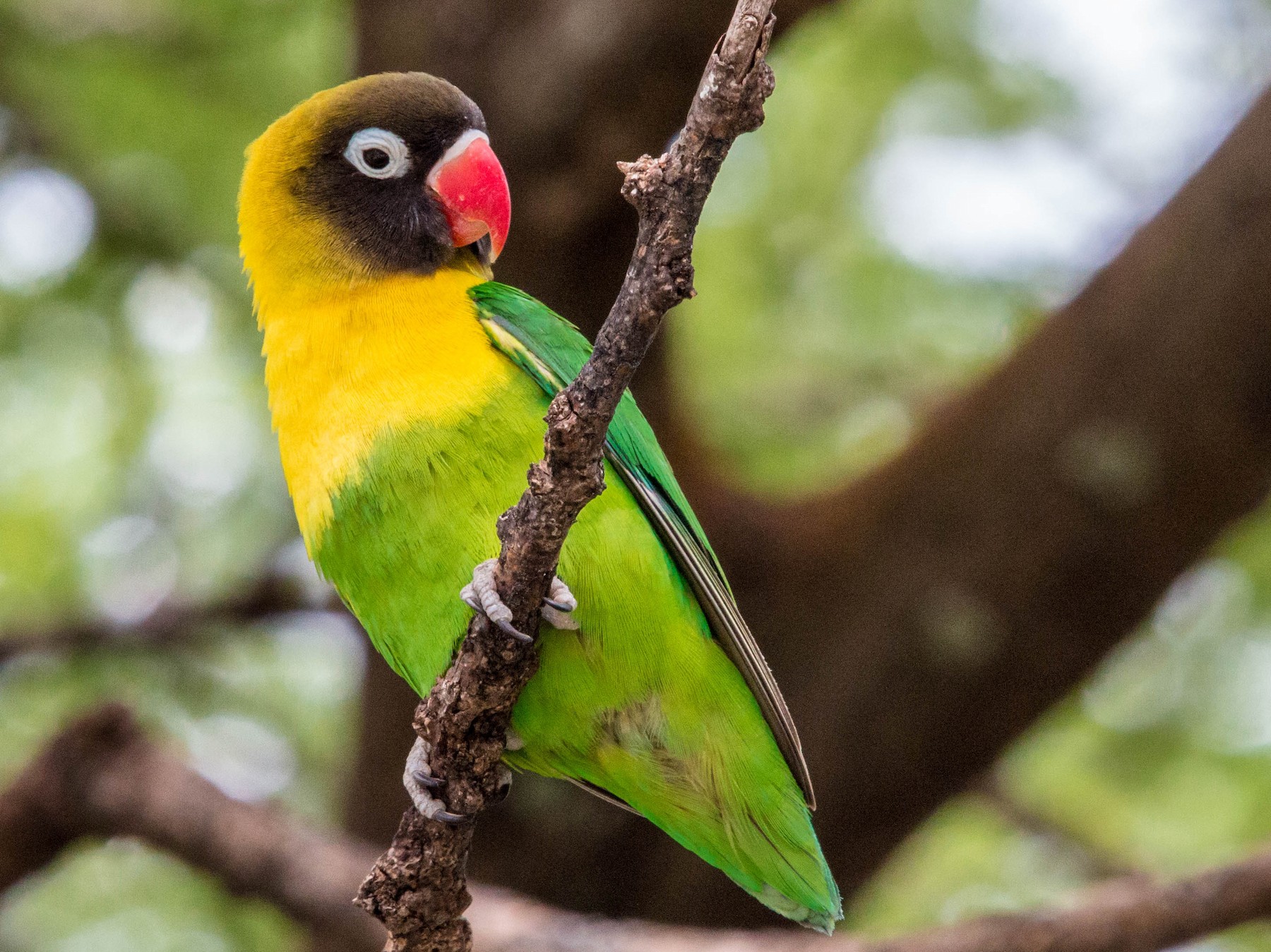 Yellow-collared Lovebird - Kevin Vande Vusse