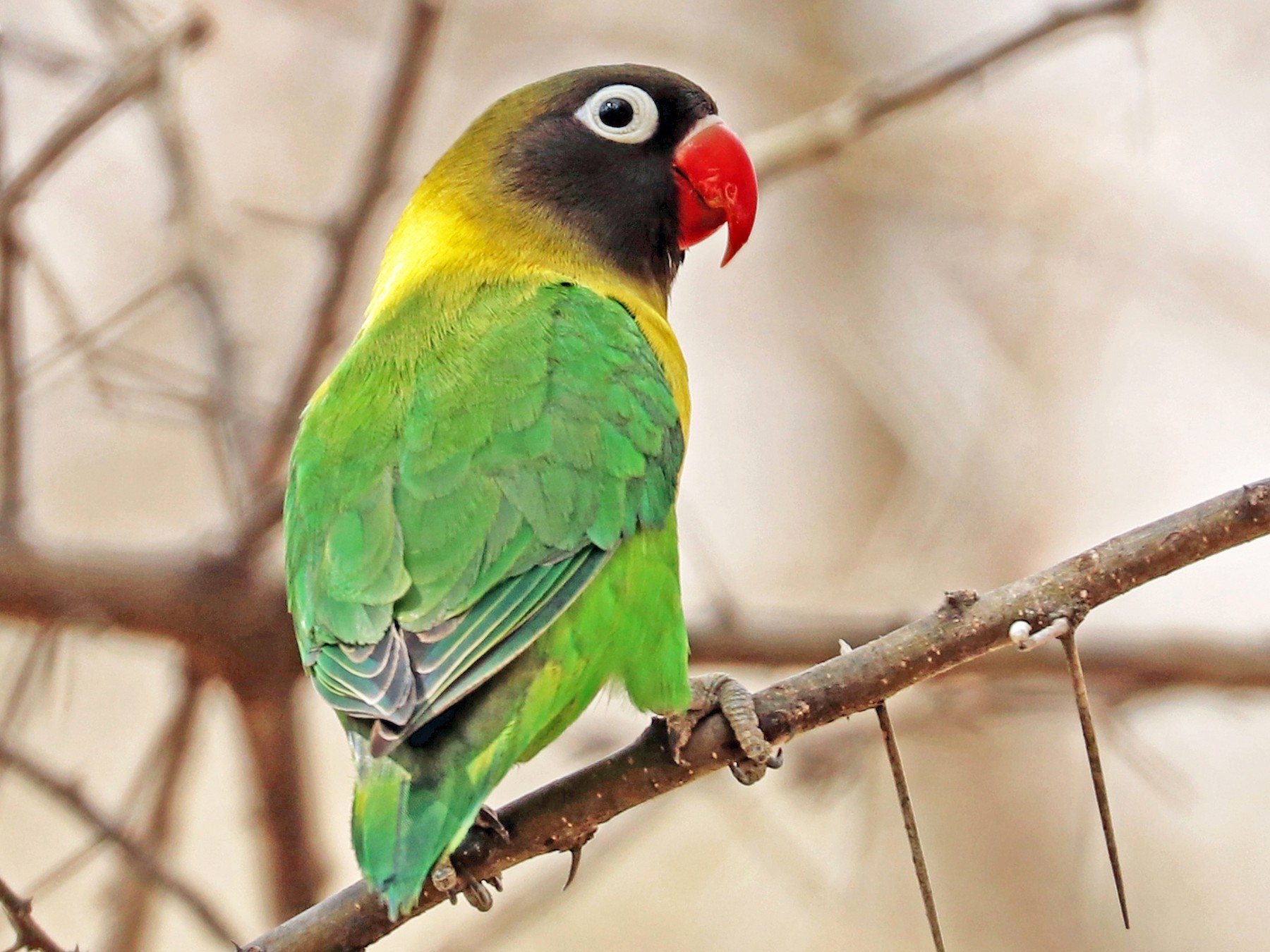 Yellow-collared Lovebird - Greg  Griffith