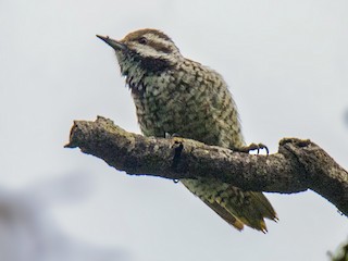 Female - Dylan Vasapolli - Birding Ecotours - ML251884921