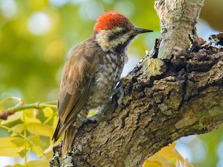  - Stierling's Woodpecker