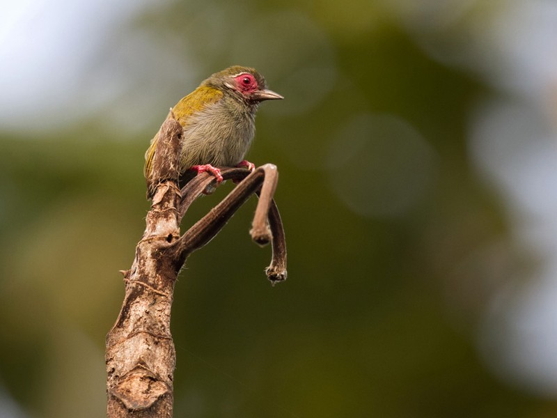African Piculet - Lars Petersson | My World of Bird Photography