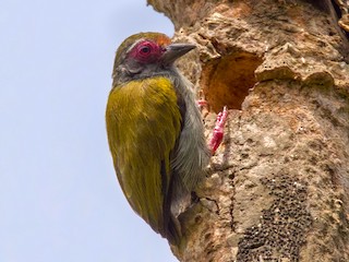 Macho - Lars Petersson | My World of Bird Photography - ML251885391