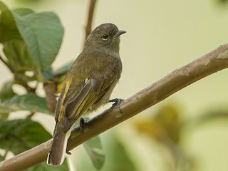  - Cassin's Honeyguide