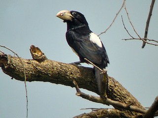  - Black-breasted Barbet