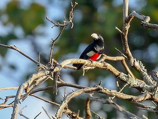  - Black-breasted Barbet