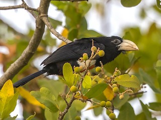  - Black-breasted Barbet