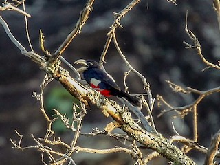  - Black-breasted Barbet
