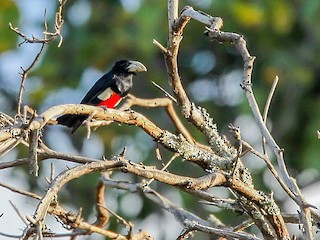  - Black-breasted Barbet