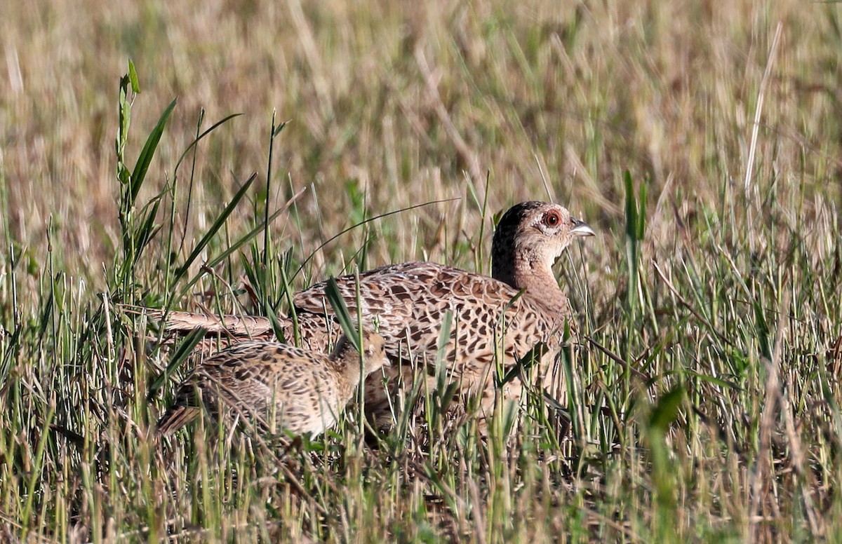 Ring-necked Pheasant - ML251886991