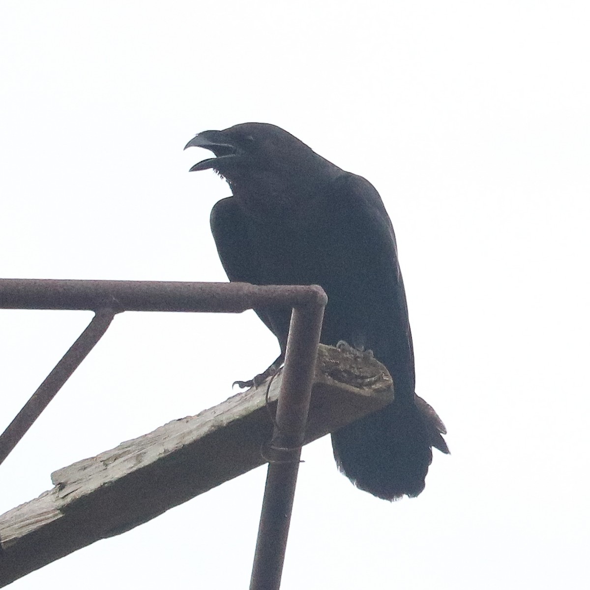 Chihuahuan Raven - ML251888951