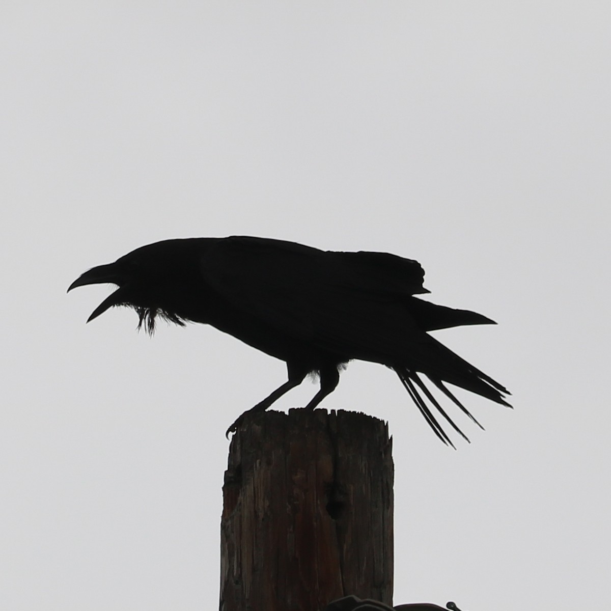 Chihuahuan Raven - ML251888961