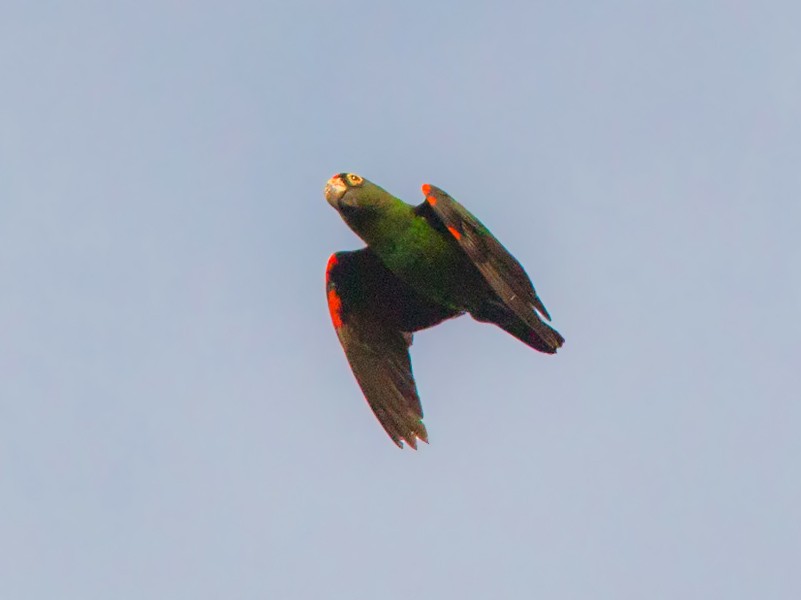 Red-fronted Parrot - Lars Petersson | My World of Bird Photography