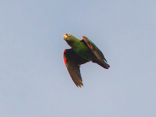 ズアカハネナガインコ - eBird