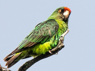ズアカハネナガインコ | 東京動楽のブログ