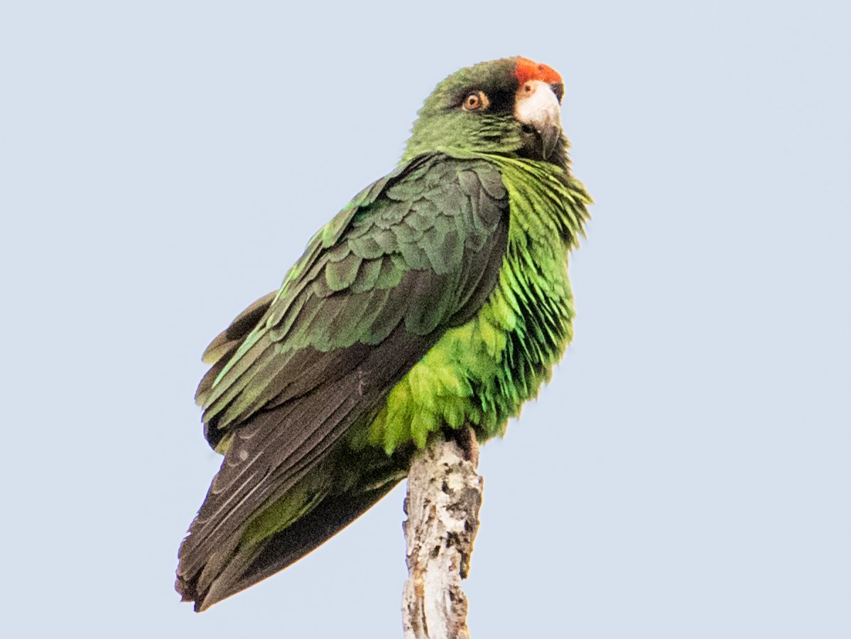 Red-fronted Parrot - Peter  Steward
