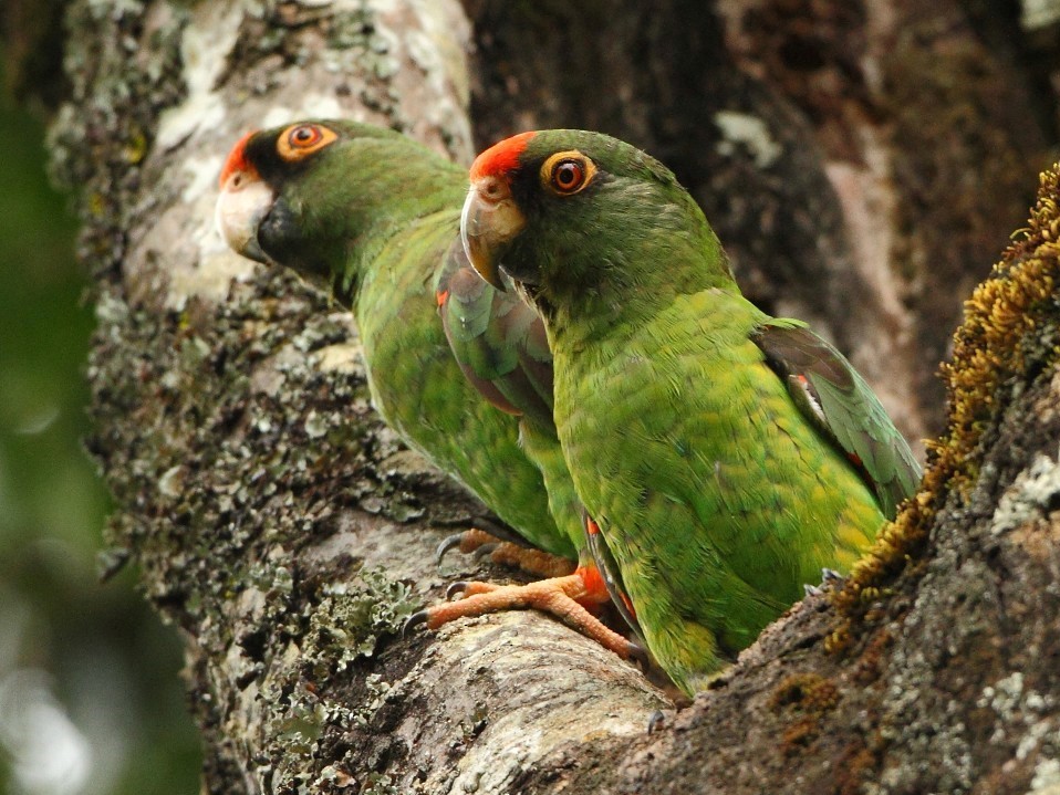 Red-fronted Parrot - Markus Lilje