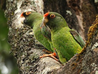 Adult (Red-fronted) - ML251890361
