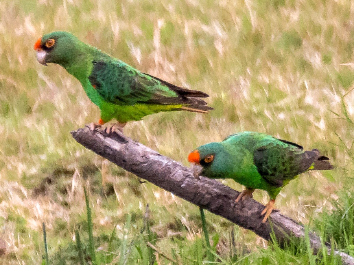 Red-fronted Parrot - Ken Nickerson