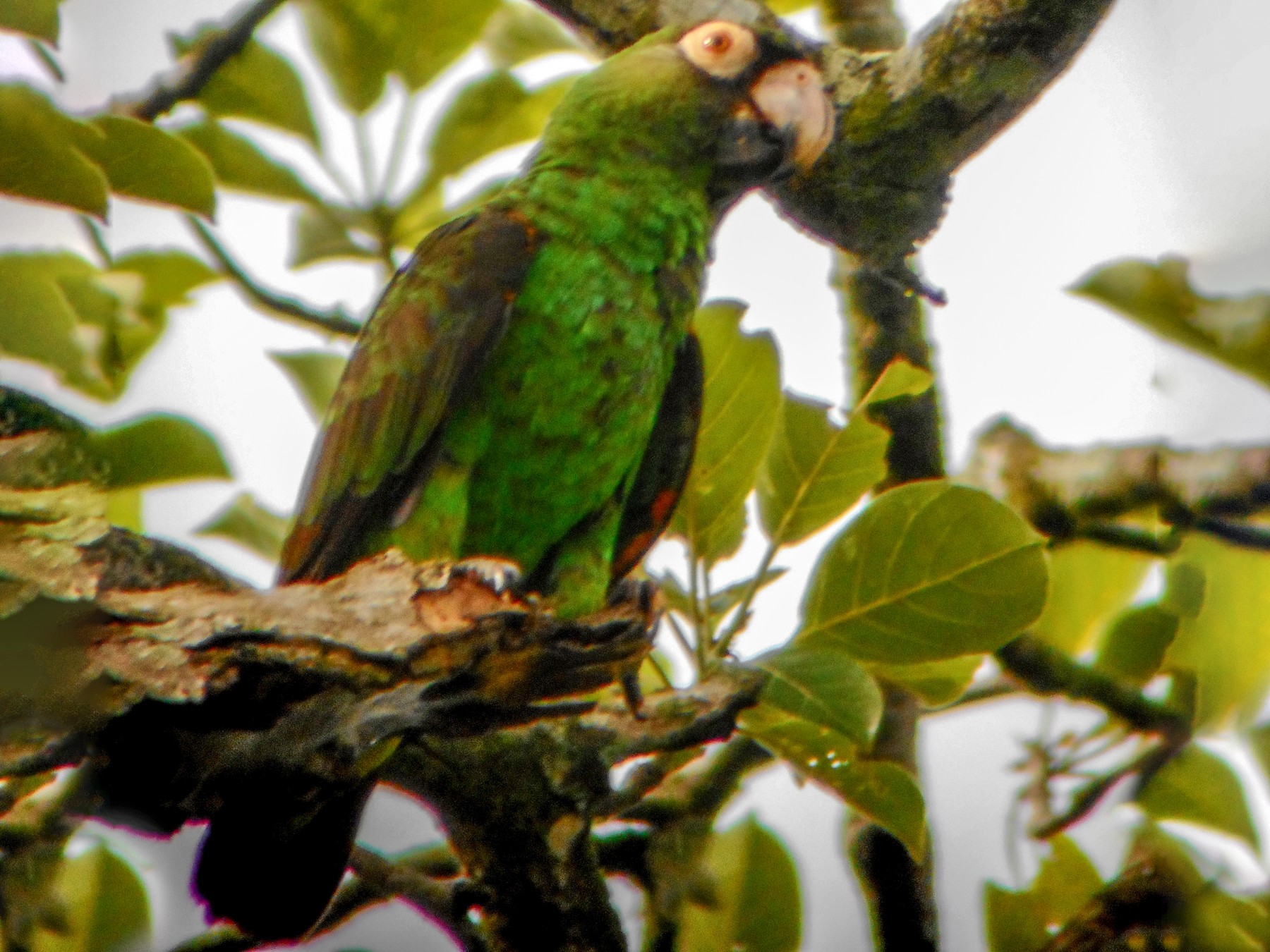 Red-fronted Parrot - eBird