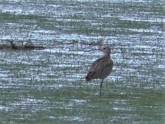 Long-billed Curlew - Stan Shadick