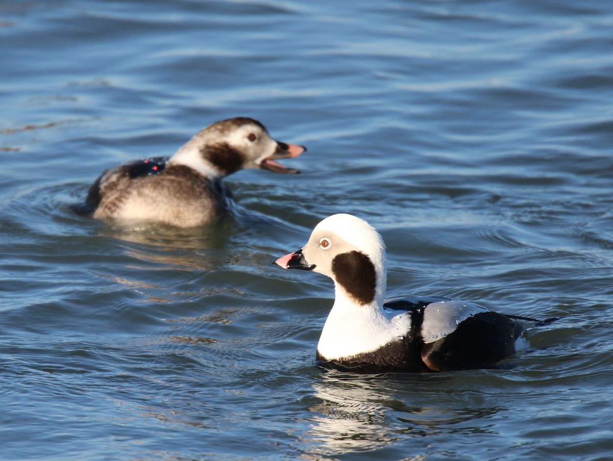 Long-tailed Duck - ML25189721