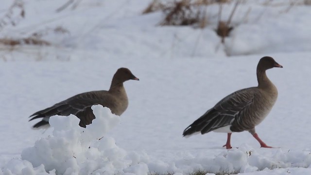 Pink-footed Goose - ML251901151