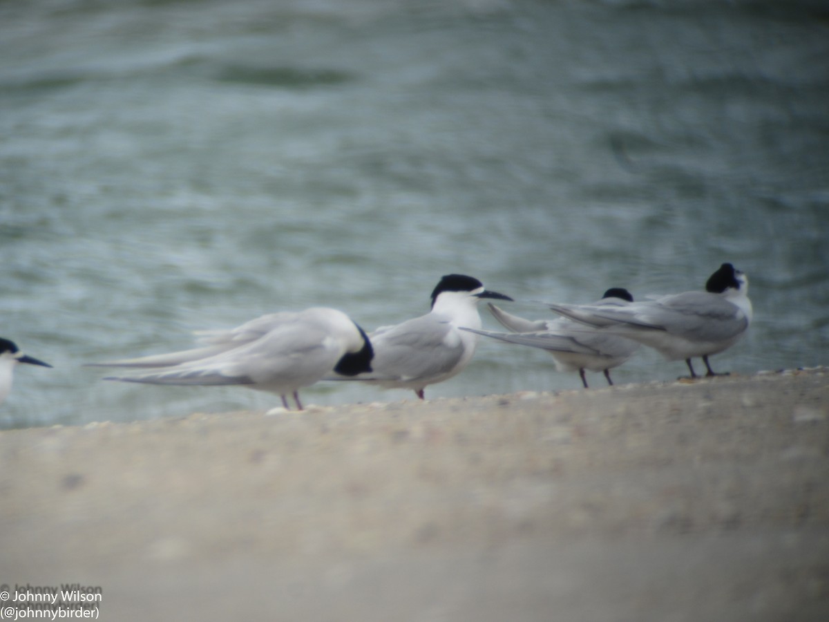 White-fronted Tern - ML251901931
