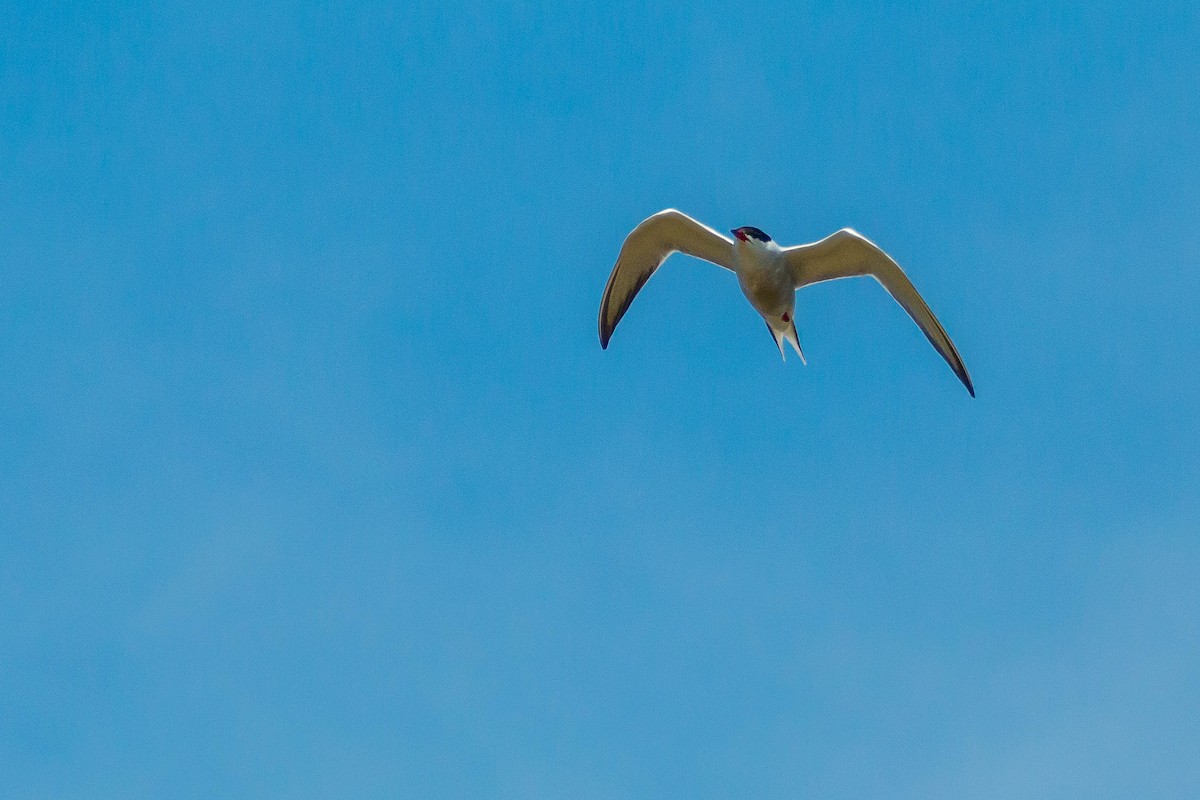 Common Tern - Chris George