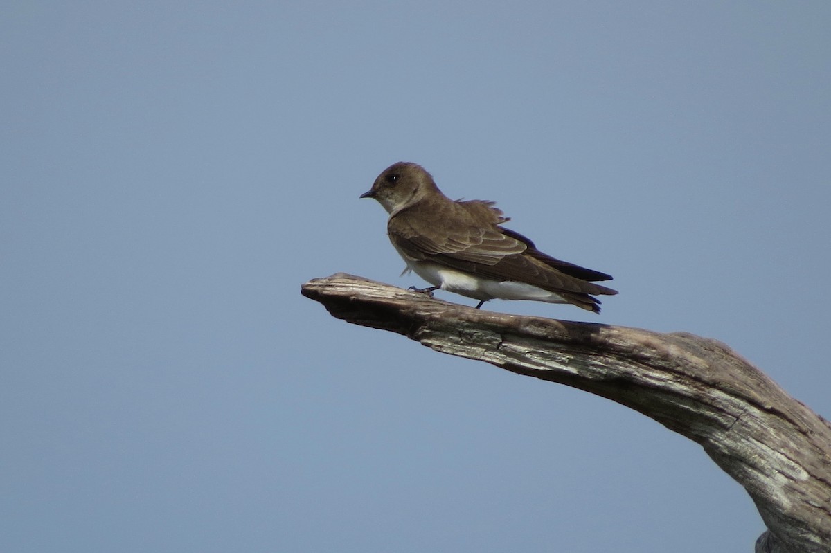 Northern Rough-winged Swallow - Susan Young