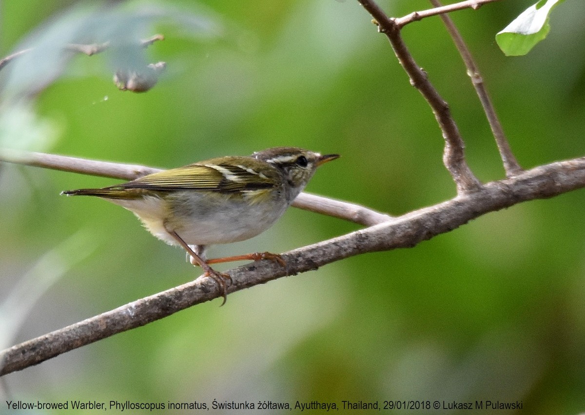 Yellow-browed Warbler - ML251912361