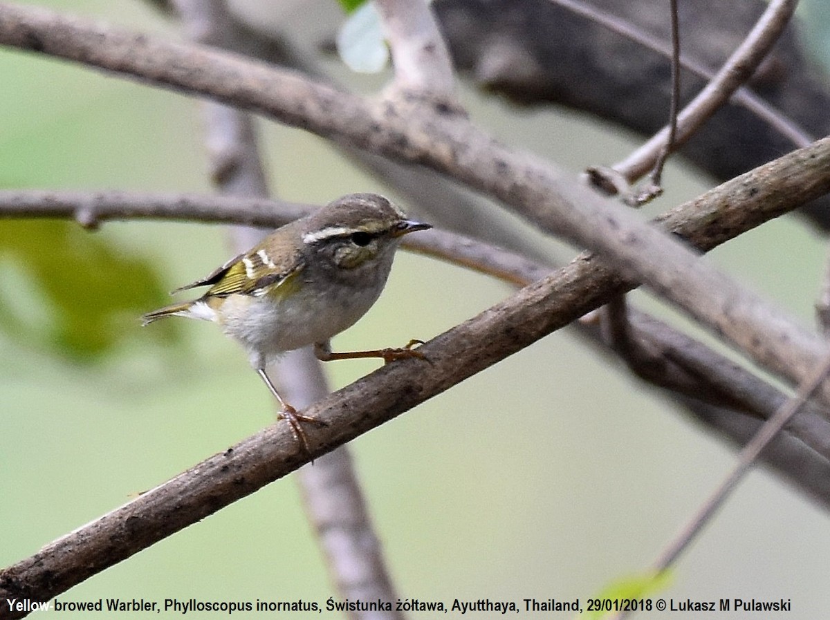 Yellow-browed Warbler - ML251912381