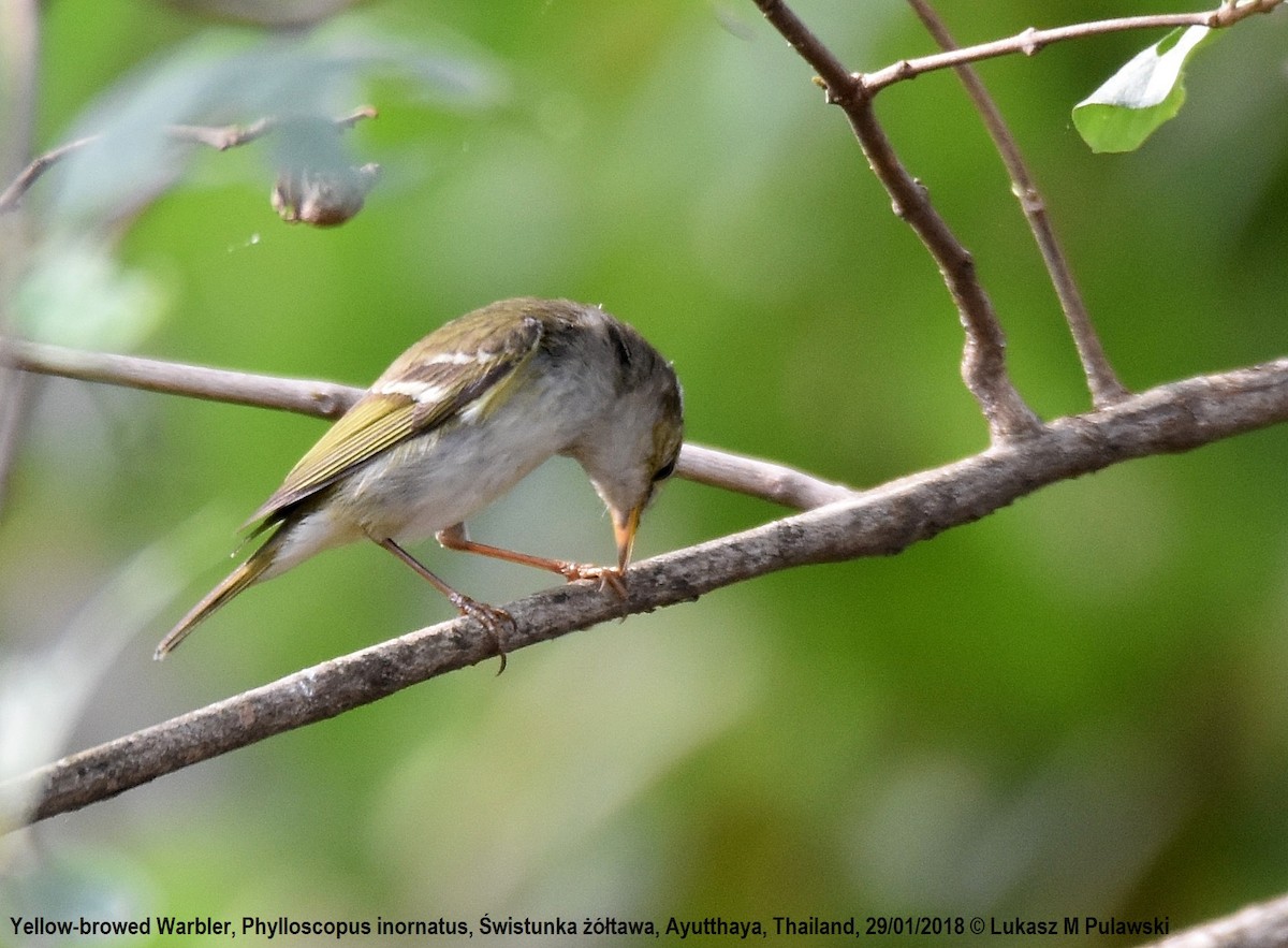 Yellow-browed Warbler - ML251912401