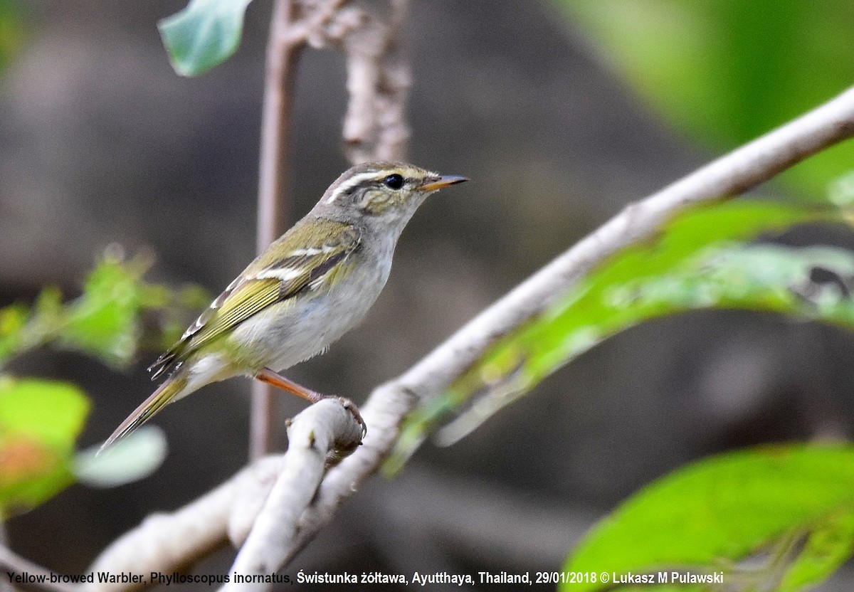 Yellow-browed Warbler - ML251912451