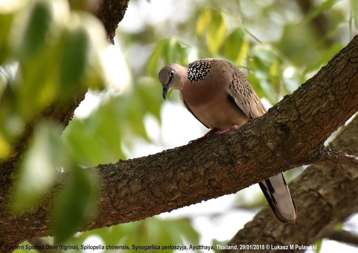 Spotted Dove - ML251912551