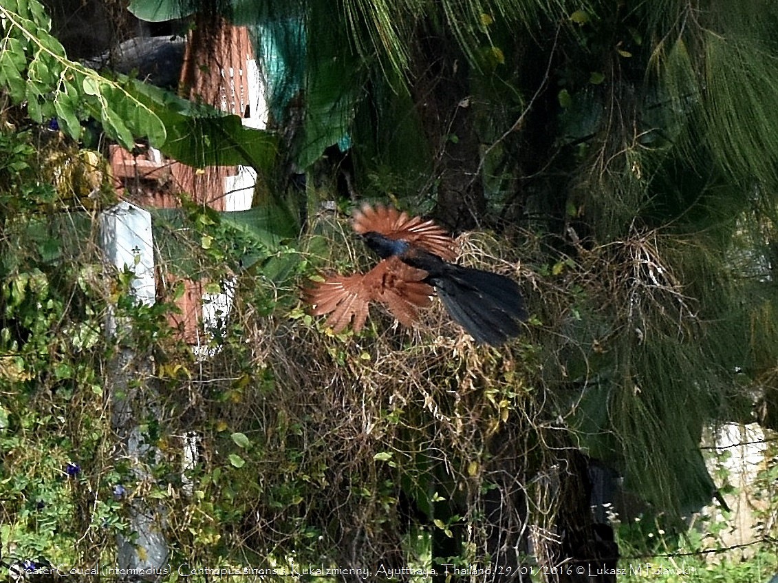 Greater Coucal - ML251913071