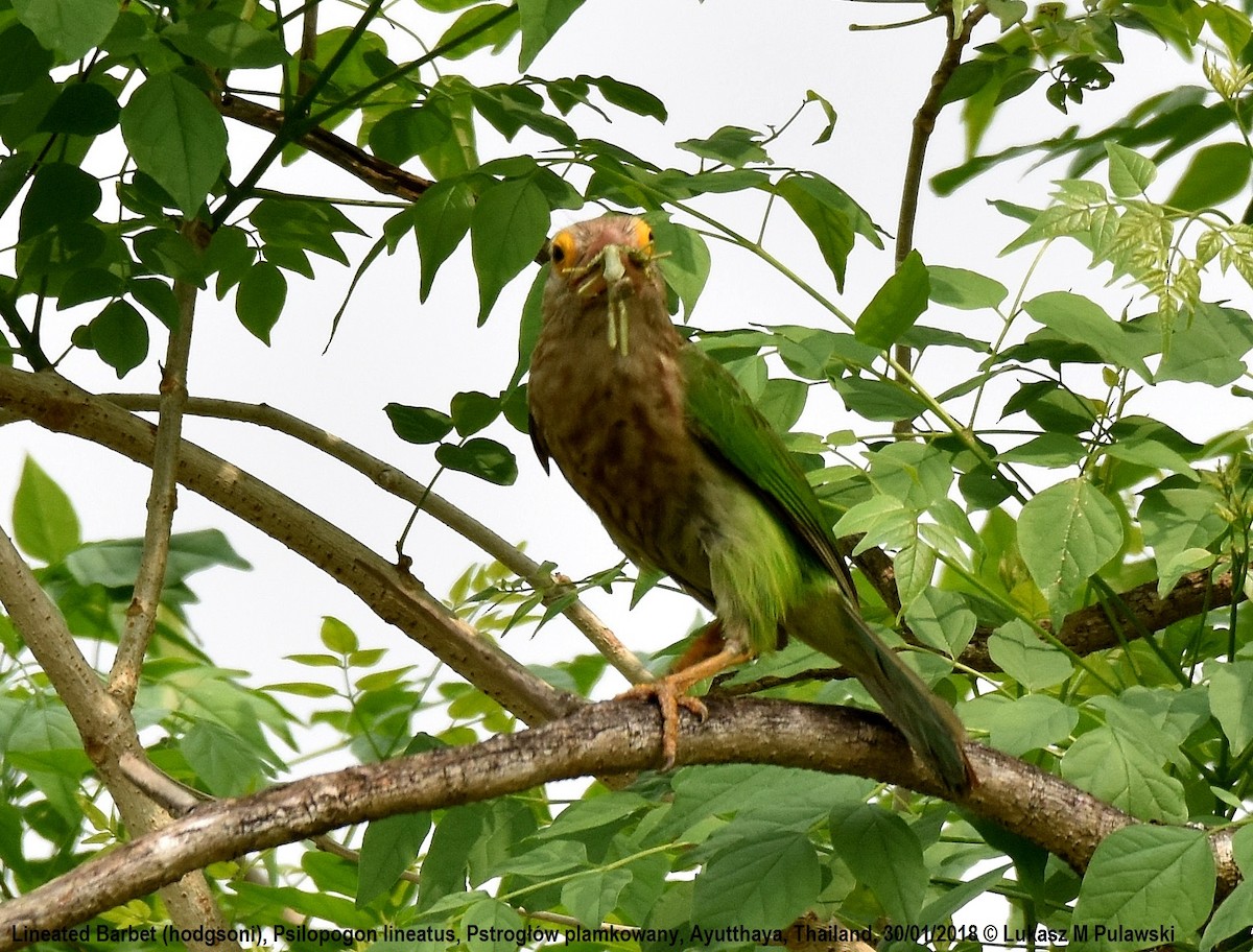 Lineated Barbet - ML251915521