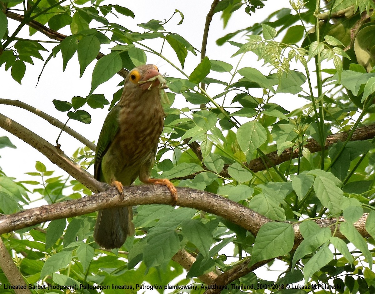 Lineated Barbet - ML251915541