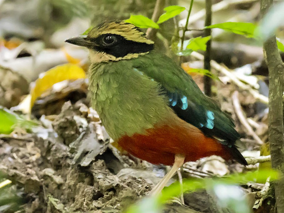 Green-breasted Pitta - Daniel López-Velasco | Ornis Birding Expeditions