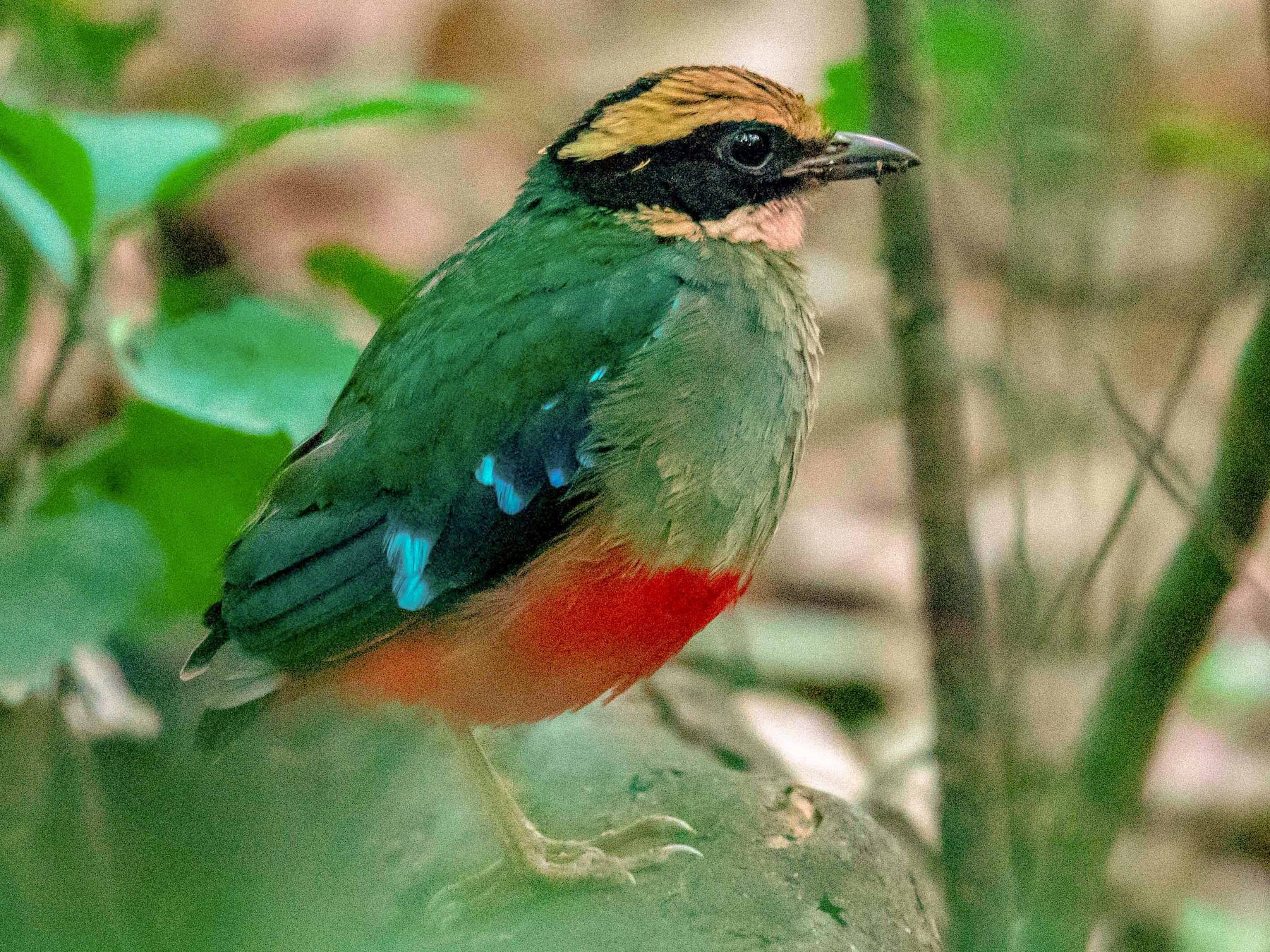 Green-breasted Pitta - Jean-Louis  Carlo