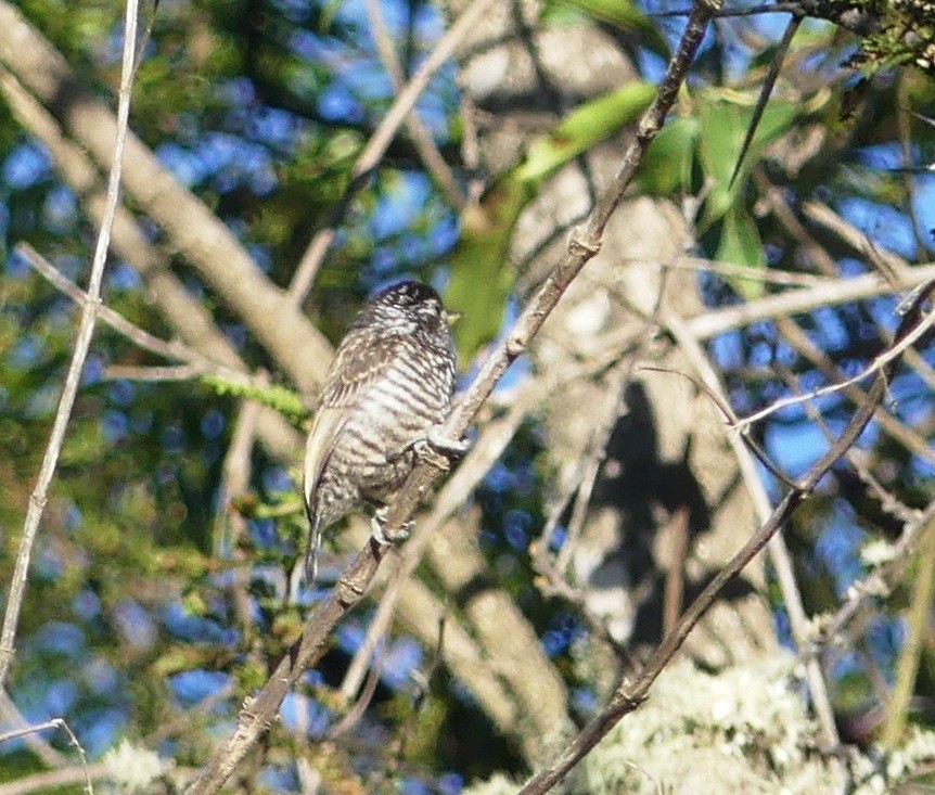 White-barred Piculet - ML251919451