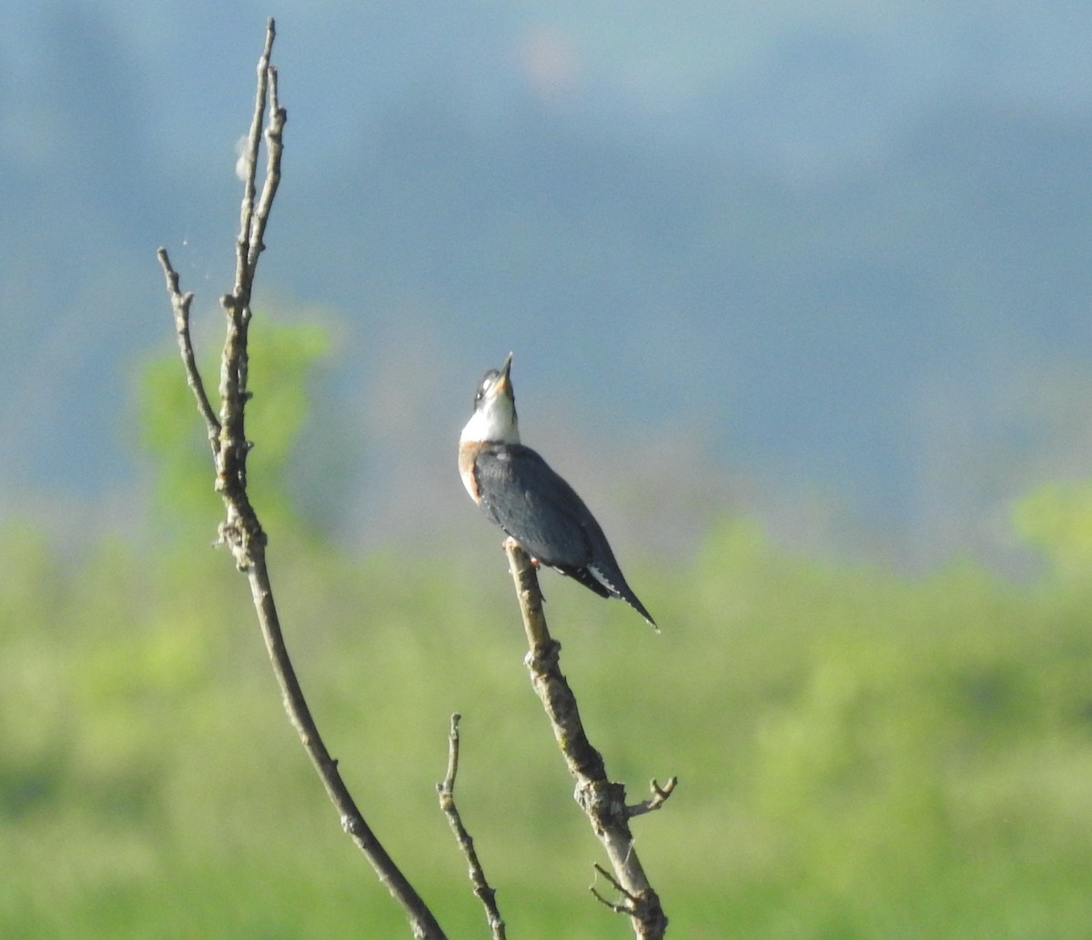 Belted Kingfisher - lisa corbeil