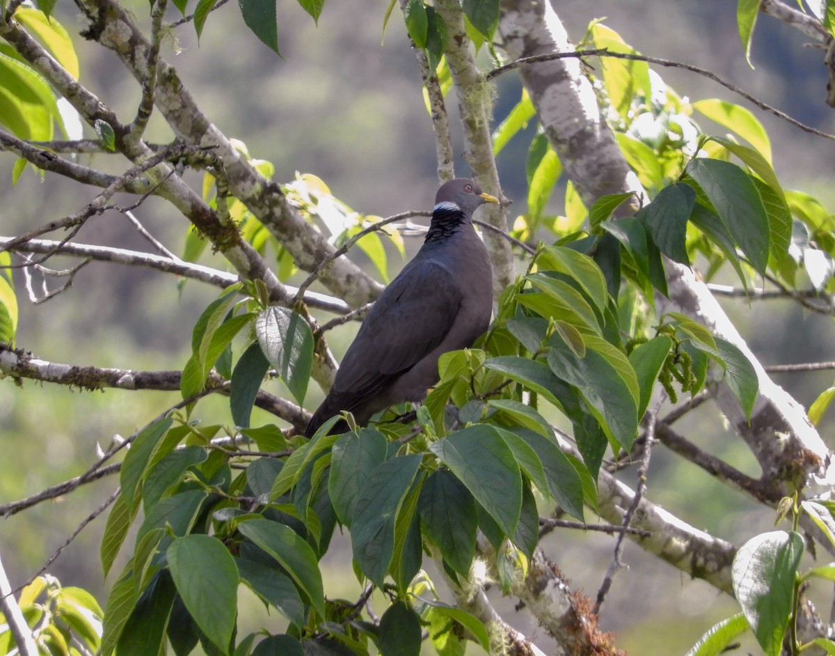 Band-tailed Pigeon - ML251922991