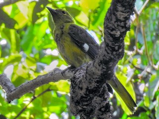 Молодая птица (Gorongosa) - Heidi Ware Carlisle - ML251924351