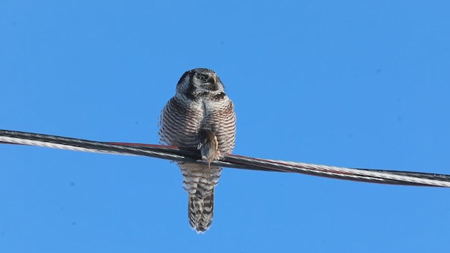 Northern Hawk Owl - ML251927121