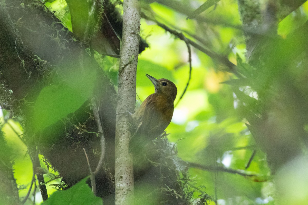 Smoky-brown Woodpecker - ML251928021