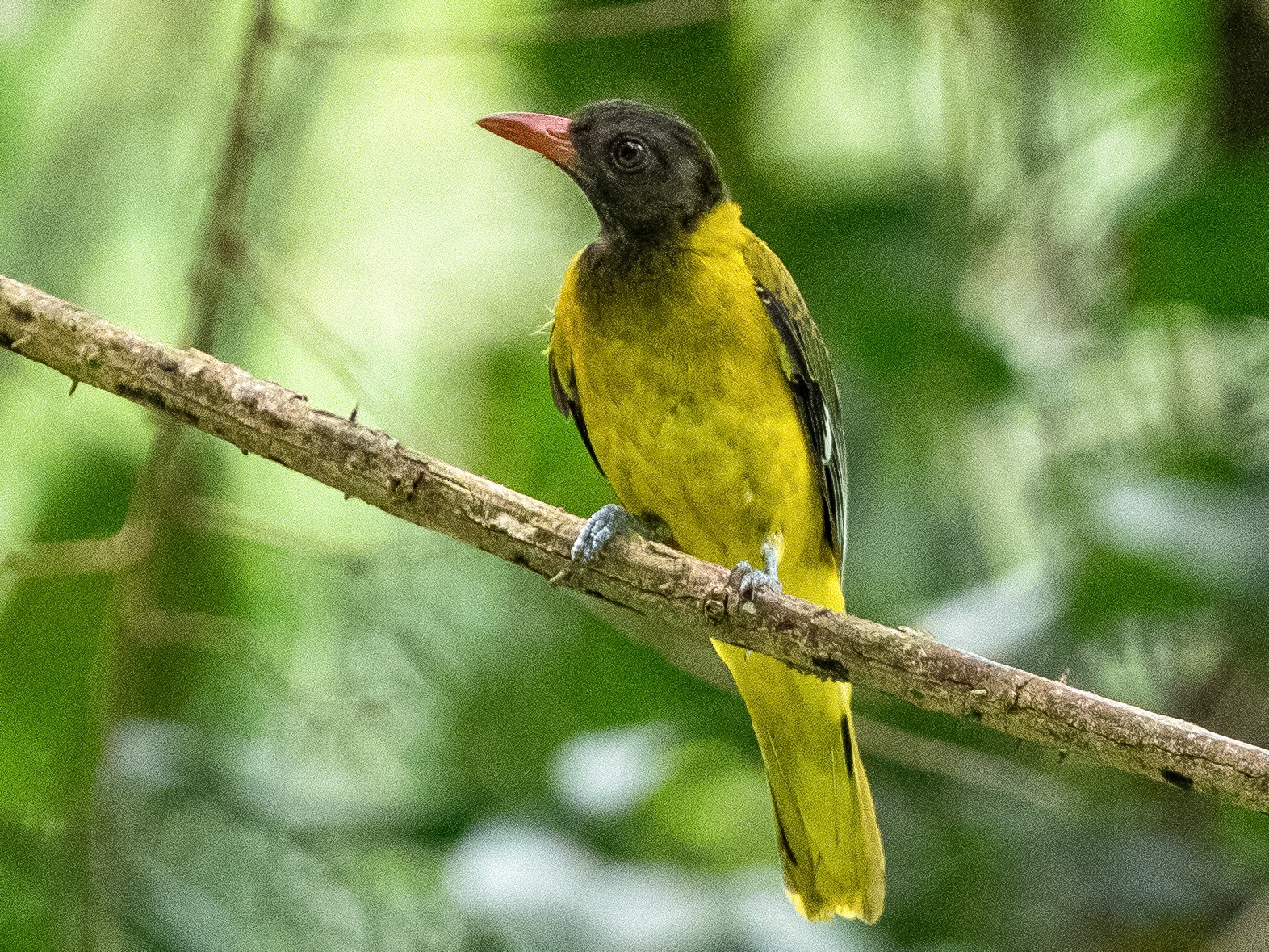 Western Black-headed Oriole - eBird